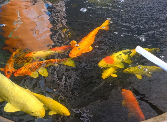 表の水槽には鯉が泳いでいます．．．友人曰く安物の鯉と云います。