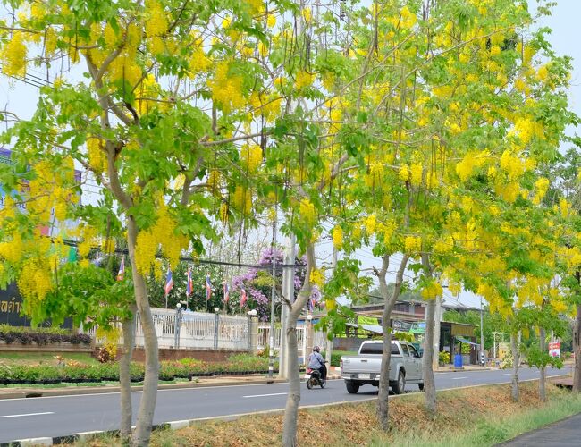 道路の脇にはゴールデンシャワーの花が8分咲きで綺麗それが長く続く、来月のソンクラーン時期（４月１３日～１５日）には満開になる事でしょう。