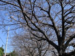 こちらは多摩川の駅から田園調布駅の中間かな？
私のお気に入りの桜ポイントですが…
まだか…