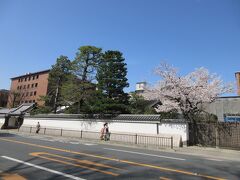 冷泉家の門口の桜が満開です。