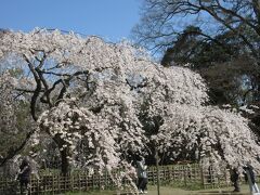 旧近衛邸跡地の糸桜が枝を広げ見事に花開いていました。