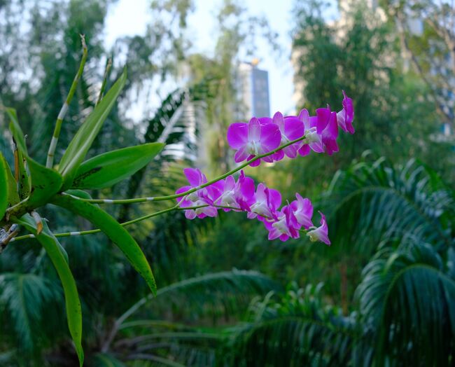 プール脇の蘭の花を撮る。