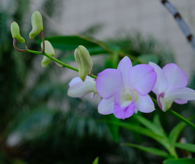 プール脇の蘭の花を撮る。