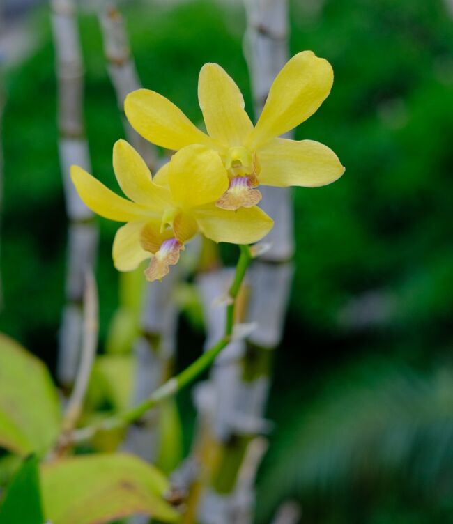 プール脇の蘭の花を撮る。