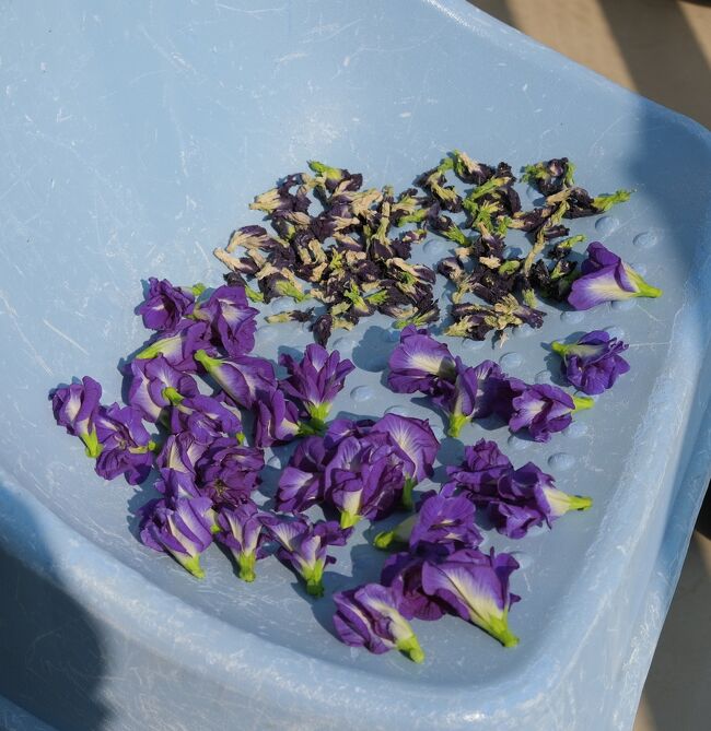 プール脇に咲いているバタフライピー（アンチャン）を時々摘んで帰ります、そして天日で干します。写真、上の方はほぼ完成です、下は今日摘んできました。