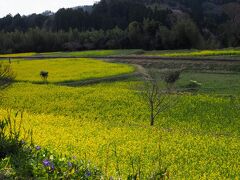 石神菜の花畑
人が大勢いるのですぐわかりました。