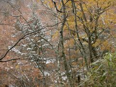 　紅葉、黄葉、すでに落葉した木。その上に雪が積もっていきます。