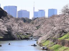 まだ本当の満開にはほど遠いですがやはり見ごたえがあります