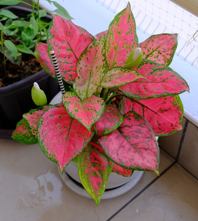 我が家の観賞用植物も元気です。