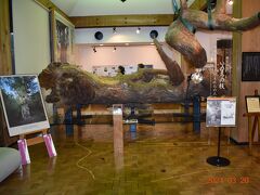 ヤクスギランドから帰り道にある屋久島町屋久杉自然館に行きました。
入館料600円でした。
縄文杉、その大枝(長さ5ｍ、重さ1.2t、枝の年齢およそ1000年)枝とは思えないほど大きく、直接触れることもできます。