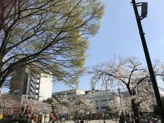 型紙屋の目の前は公園が！
桜満開です♪