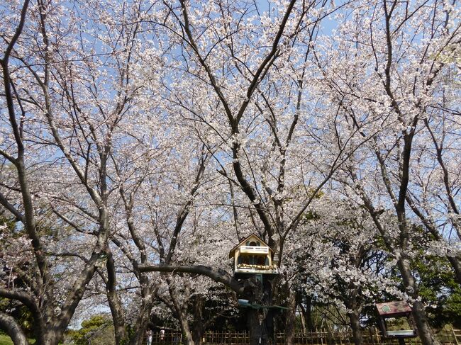 2021年 桜散歩（青葉の森公園：ソメイヨシノ・白妙・花笠・山桜