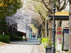 山下公園通り
桜が咲く
いい季節だな