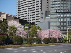 国立劇場前の桜も見事