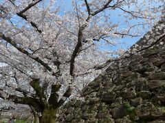 満開の桜と天守台の石垣