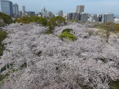 福岡城・天守台跡からの満開の桜