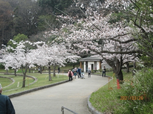 21世紀の森／千葉県／BBQ／バーベキューレンタル／配達／花見／桜