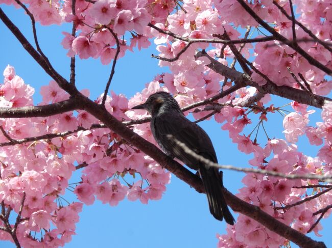 花博記念公園鶴見緑地で色々な花を観賞しました！ヨウコウザクラ