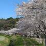 一心行の大桜と高森の千本桜を求めて、南阿蘇へ泊まりに行く