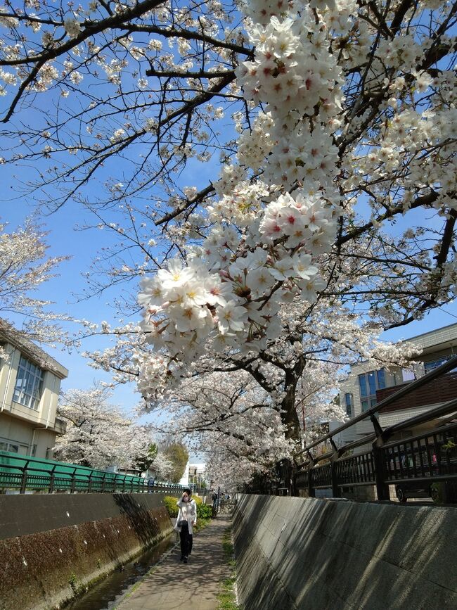 21年の桜 やっぱり中目 目黒川 は外せない 元住吉 溝の口の桜も合わせて 中目黒 祐天寺 東京 の旅行記 ブログ By きーぽーさん フォートラベル