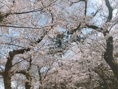 三ツ沢公園は桜満開になっていた。