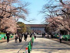 ちょっとだけ上野公園の桜並木／3月23日
振り向いてみても人・・・
私は家から自転車で10分ですが、皆さんは恐らく電車に乗っていらしたのでしょうに・・・
思いは同じ「朝早くなら・・・」ということなのでしょうね。
