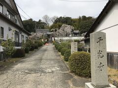 津山市城東「静かな小路がつづくお寺の多い道」沿いに建つ千光寺。
参拝料：無料

千光寺は、境内を覆うように咲くしだれ桜が有名。
高さ約15m、枝張り幅約18mあり、樹齢100年を超えるしだれ桜。桜の季節には夜間ライトアップされる。

