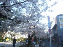 お濠と中央線の線路沿いに続く外濠公園
桜並木が続くスポットです