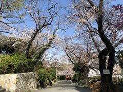 公園入口の桜並木