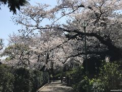 山手公園　テニス発祥記念館前の桜

桜のトンネルがいいですね。