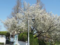 山手イタリア山庭園　外交官の家の桜