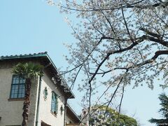 山手西洋館　ベーリックホールの桜

こちらの桜はソメイヨシノではなく、オオシマザクラです。
建物の中から桜の花を見られますが、三密を避けて館内へは入りませんでした。