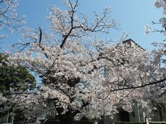 山手本通り　元町公園　横浜山手聖教会前の桜

青空に桜色が綺麗です。