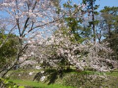 本殿へ向かう祓橋を渡ると桜が咲いていてきれいでした。
この先に三の鳥居がある松の馬場がですが、環境保護のため、鳥居は通ることができず、左右の道を歩きます。