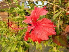 南国石垣島

ハイビスカスは一年を通して咲いているのでしょうか？