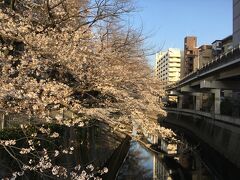 3月23日、テレワークも一段落。ちょっと家の近くの江戸川公園へ