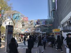 渋谷駅のハチ公前にも桜の木