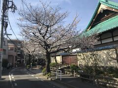 桜坂を観た後は江戸時代の農業用水を再現した「六郷用水」沿いの桜並木を進み