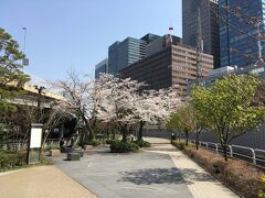 こちらは27日神田橋近くの桜です