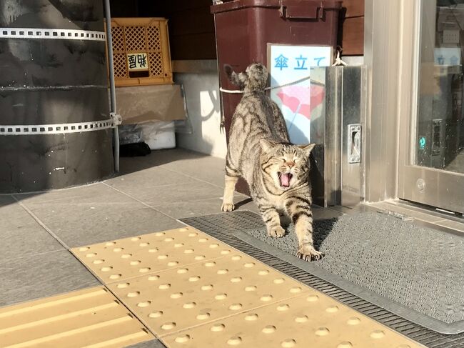 二つのあいのしま 相島と藍島 へ ネコ時々観光の福岡旅 1 モフモフ三昧 相島編 篠栗 粕屋 福岡県 の旅行記 ブログ By Kayoさん フォートラベル
