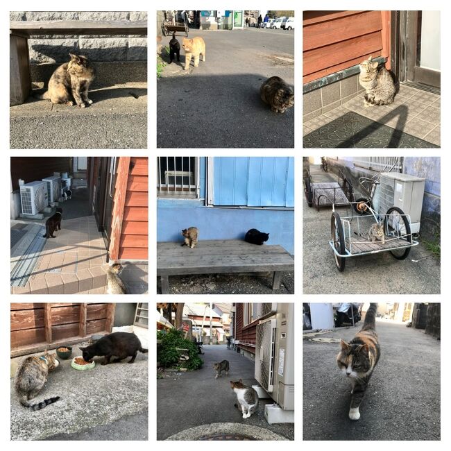二つのあいのしま 相島と藍島 へ ネコ時々観光の福岡旅 1 モフモフ三昧 相島編 篠栗 粕屋 福岡県 の旅行記 ブログ By Kayoさん フォートラベル