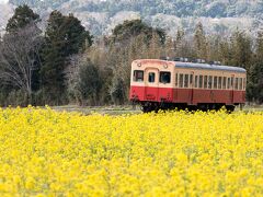 最初に目指したのは石神菜の花畑。
ナビには載っていなくて、この辺りという見当にしたら、くねくね道のすごい山の中を通過><
石神菜の花畑をはるか下に見下ろす位置で写真撮りの人も数人いましたね。
後方から。