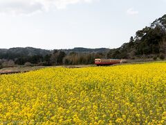 石神菜の花畑