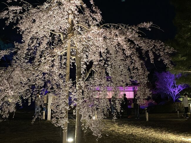 桜満開予想日の京都詰め込み30時間 2 Naked Flowers 桜 世界遺産 二条城 Awomb 二条 烏丸 河原町 京都 の旅行記 ブログ By まままあささん フォートラベル