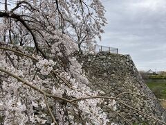 続いては、郡山城址に寄り道。
桜が咲いているかな？と思って寄り道してみました。
残念ながら一部だけだったので、桜越しの石垣をパチリ。

さて、あとは奈良に来たら、何も考えずとりあえず行く場所に向かうことに。