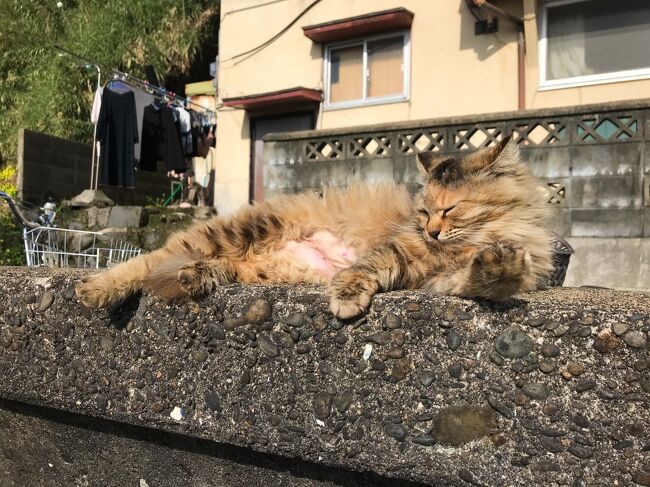二つのあいのしま 相島と藍島 へ ネコ時々観光の福岡旅 1 モフモフ三昧 相島編 篠栗 粕屋 福岡県 の旅行記 ブログ By Kayoさん フォートラベル 二つのあいのしま 相島と藍島 へ ネコ時々観光の福岡旅 1 モフモフ三昧 相島編 篠栗 粕屋 福岡県 の旅行記 ブログ By Kayoさん フォートラベル