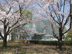 桜と「国立新美術館」。