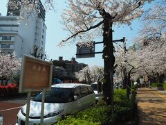 小石川植物園を後にし、播磨坂へ。かつてこの辺りは常陸府中藩主、松平播磨守の上屋敷で坂下には千川（小石川）が流れ「播磨田圃」といわれた田圃がありました。戦後できたこの坂は播磨屋敷の跡地を通り、「播磨田圃」へ下る坂という事で「播磨坂」と呼ぶようになりました。