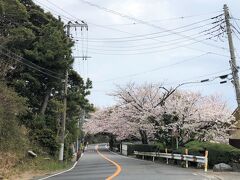 夫婦池の遊歩道を戻って、鎌倉山口へ。
鎌倉山のさくら並木に戻りました。