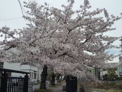 夕食まで時間があるので松川遊歩道の桜並木を散歩しました。